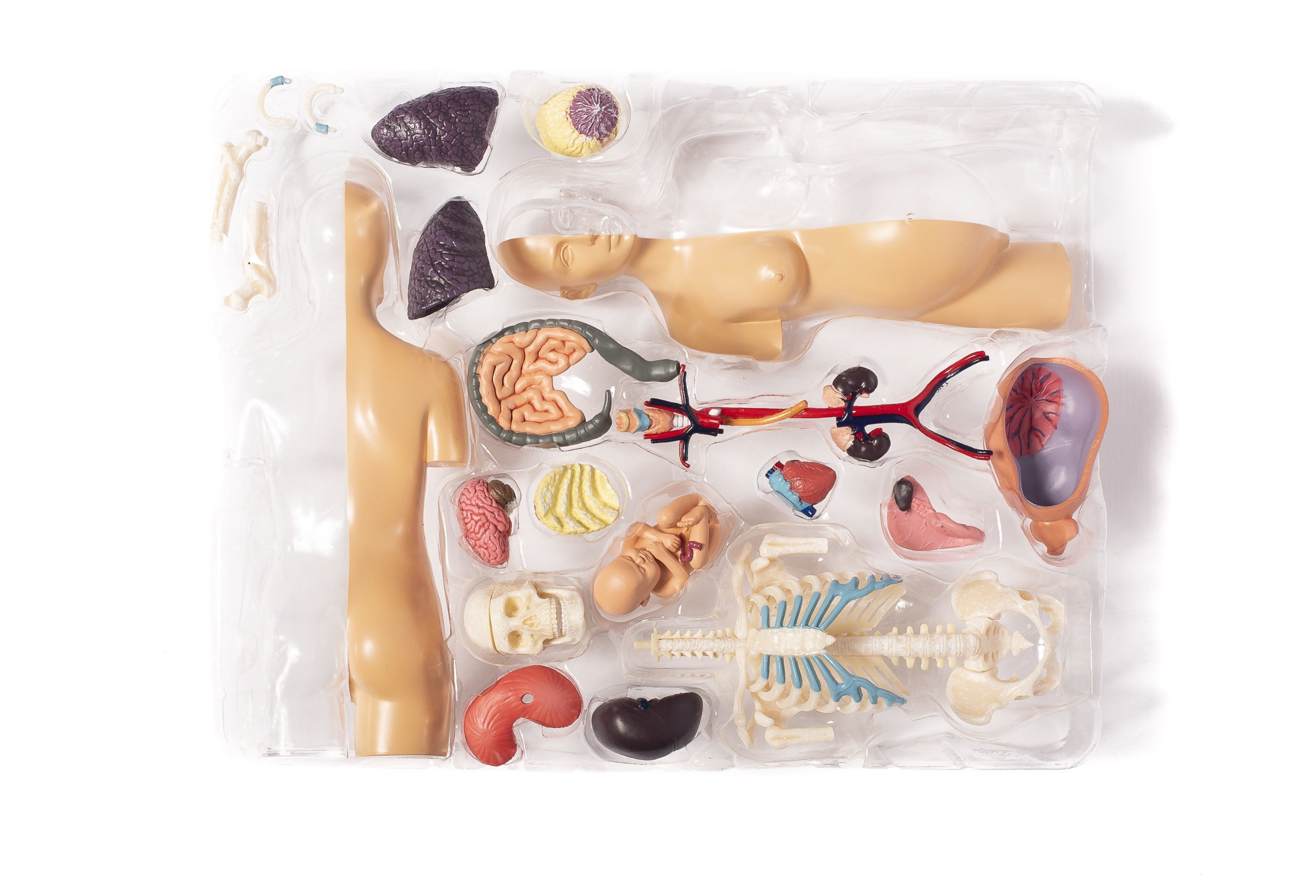 THAMES & KOSMOS Human Body - Pregnancy - Anatomy Model