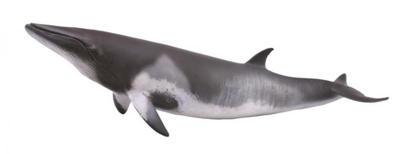 CollectA - Ocean - Minke Whale