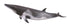 CollectA - Ocean - Minke Whale