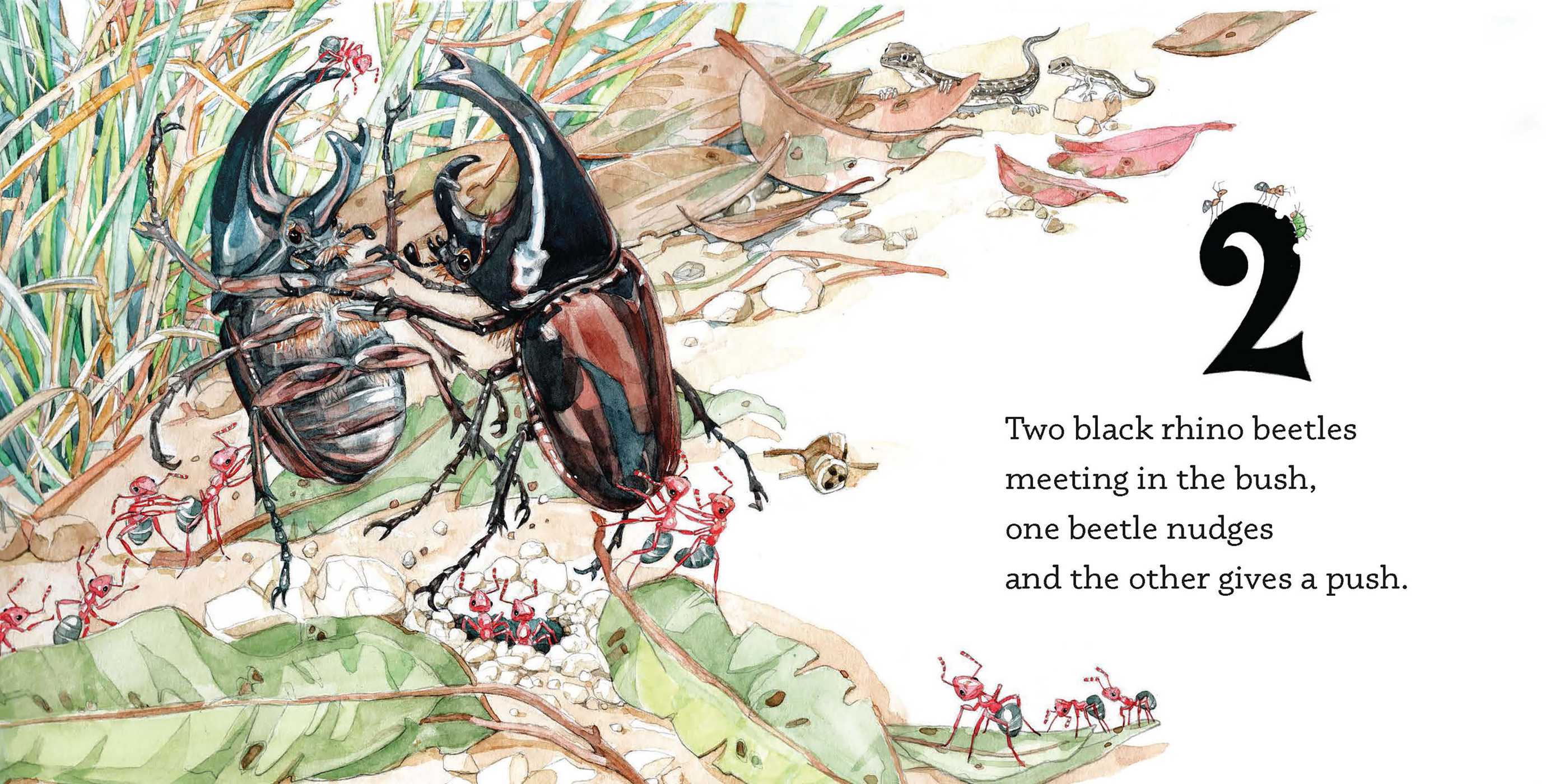 One Little Dung Beetle - Picture Book