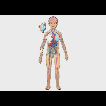 TUZZLE HUMAN BODY WITH ORGANS
