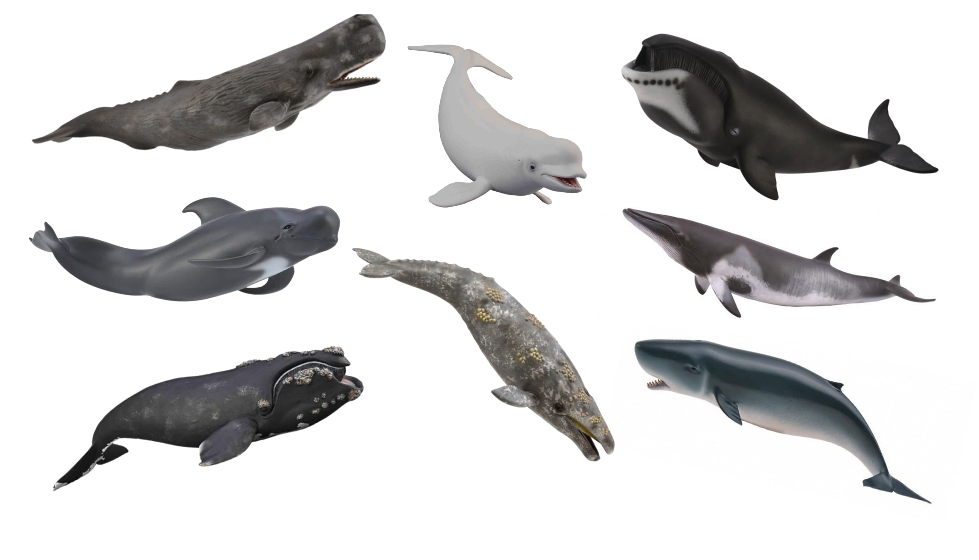 Collecta- Ocean -   Set D - Whales Set of 8