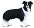 CollectA - Dog - Border Collie Sheep Dog