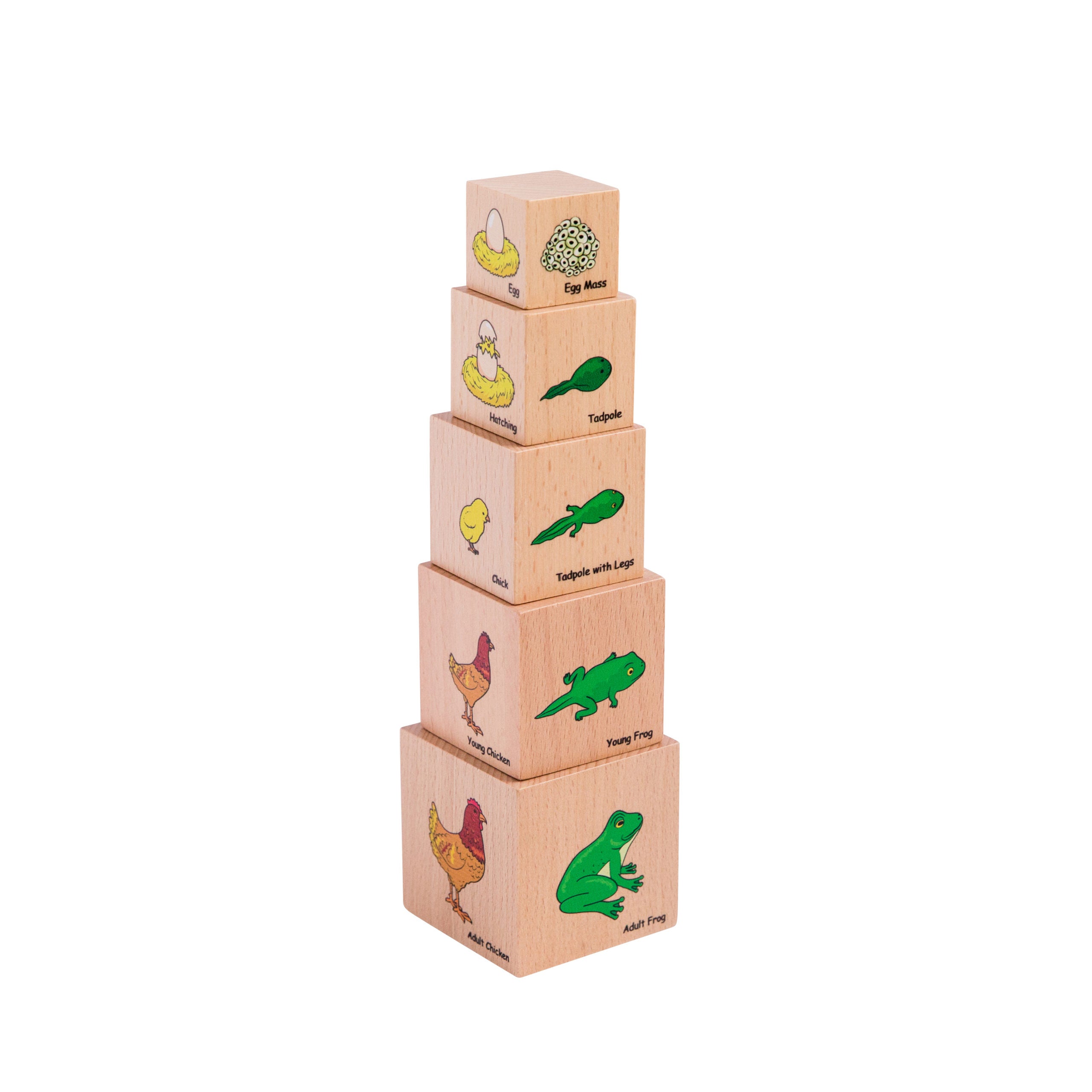 The Freckled Frog - Lifecycle Stacking Blocks  - Wooden