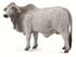 CollectA - Farm - Brahman Cow Grey