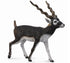 CollectA - Wildlife - Blackbuck