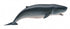 CollectA - Ocean - Pygmy Sperm Whale