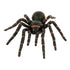 Animals of Australia - Small Funnel Web Spider