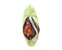 FOLKMANIS Life Cycle Puppet - Monarch Butterfly