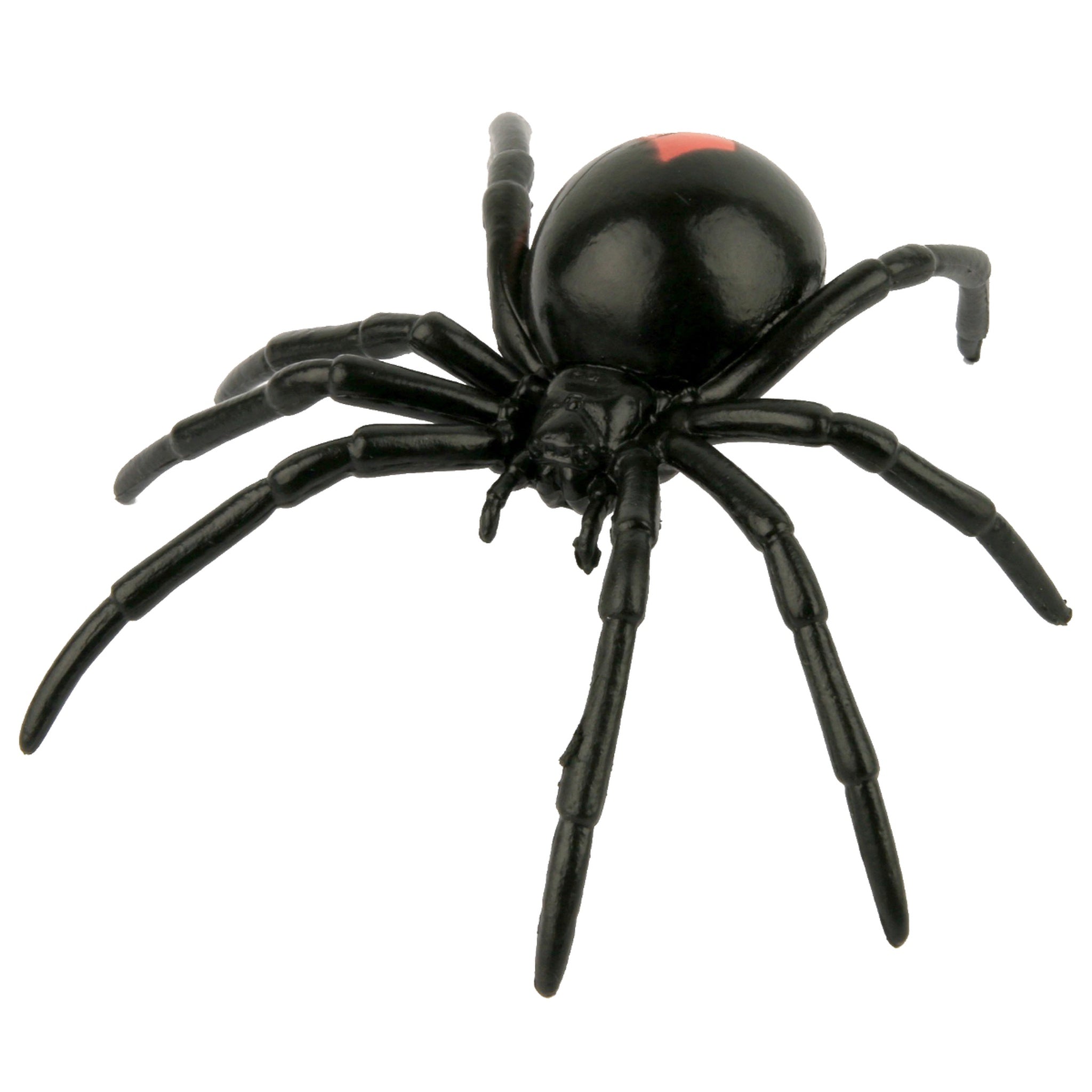 Animals of Australia - Small Redback Spider