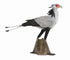 CollectA - Wildlife - Secretary Bird